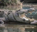Crocodile